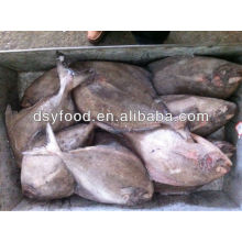 IQF frozen black pomfret fish